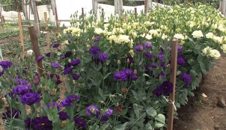 Cura dell'eustoma