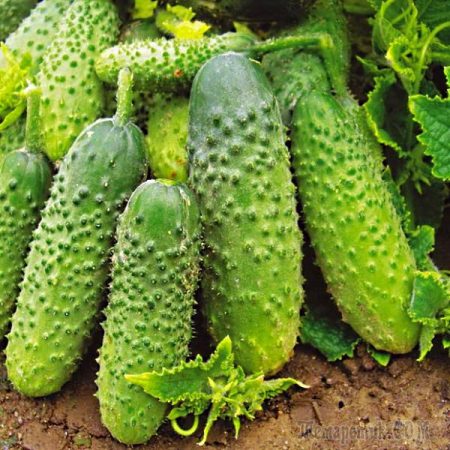 Variedad de maduración temprana "Tom Thumb"