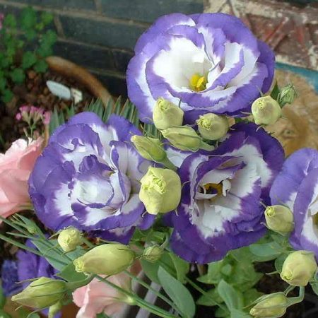 Eustoma : culture à partir de graines à la maison, photos