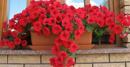 Petunias: Cultivo a partir de semillas en casa