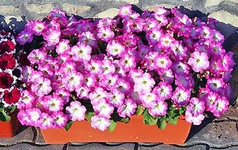 Petunias: Cultivo a partir de semillas en casa
