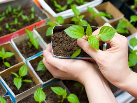 Jours favorables en mars pour planter les tomates et les poivrons