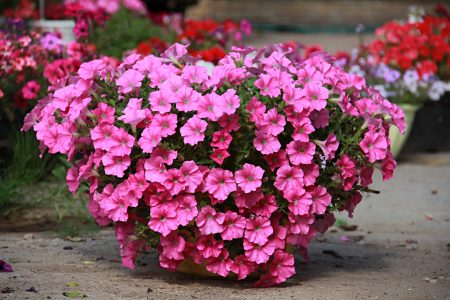 Petunias: Cultivo a partir de semillas en casa