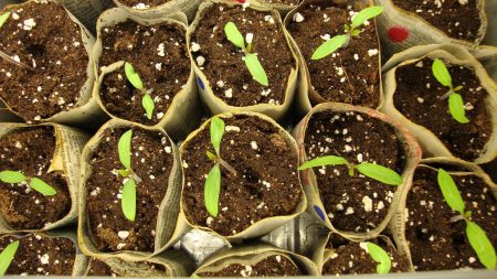 Plántulas de tomate, crecimiento, cuándo sembrar