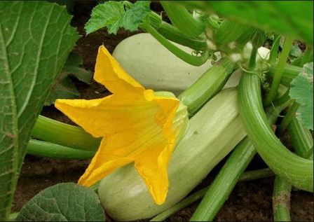 Quand planter les semis de courgettes en 2017 selon le calendrier lunaire