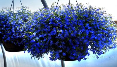 Lobelia ampelosa: piantagione e cura, foto