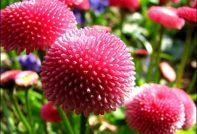 Gänseblümchen aus Samen ziehen