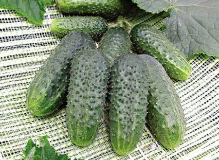 Cetrioli per serra in policarbonato: le varietà migliori