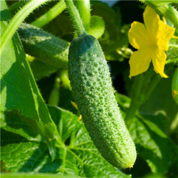 Variedad de cineraria