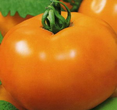 Les meilleures variétés de tomates