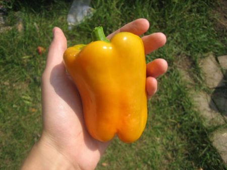 California Wonder Pepper İncelemeleri