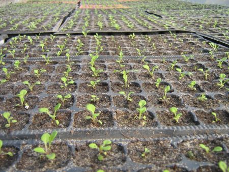 Petunias: Cultivo a partir de semillas en casa