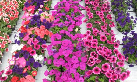 Petunias: Cultivo a partir de semillas en casa