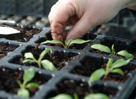 Plántulas de tomate, crecimiento, cuándo sembrar