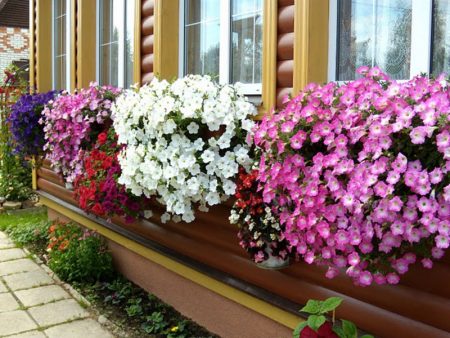 Pétunia : culture à partir de graines, quand planter