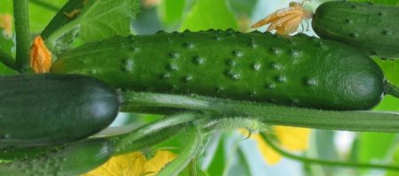 Cetrioli per serra in policarbonato: le varietà migliori