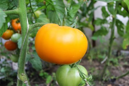 Variétés de tomates de serre résistantes au mildiou