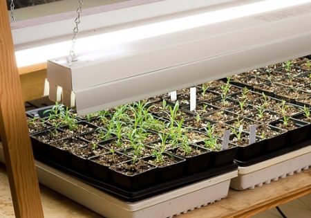 Éclairage pour semis à la maison