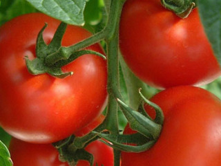 Les meilleures variétés de tomates pour la région de Moscou : avis