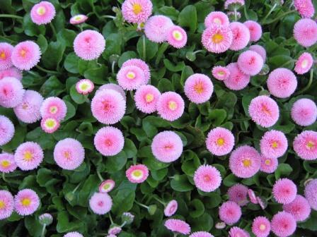 soins des marguerites