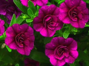 Petunias: Cultivo a partir de semillas en casa