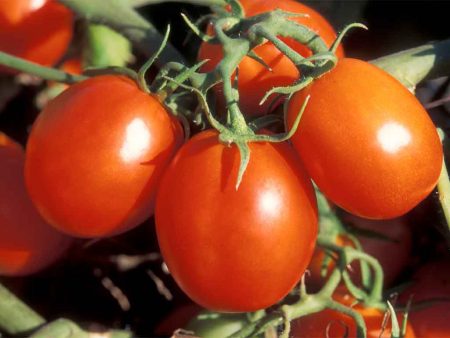 Plántulas de tomate, crecimiento, cuándo sembrar