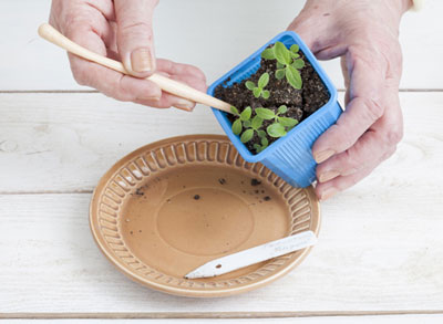 Ageratum: coltivazione dai semi e quando piantare