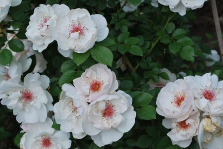 Kletterrose 'Jacqueline des Pres'