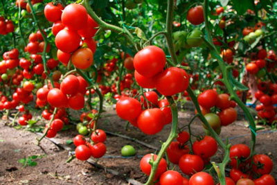 What tomato varieties are the most productive for growing in a greenhouse?