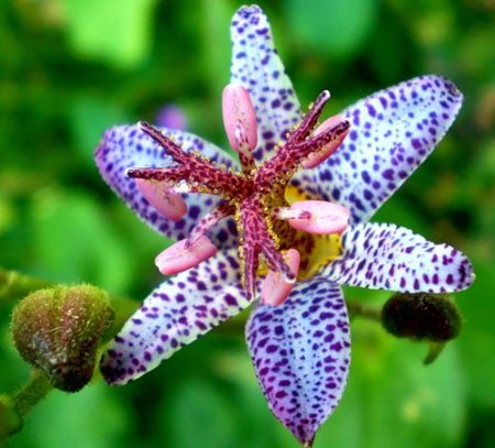 Tricyrtis