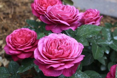 Rose "Heidi Klum Rose"