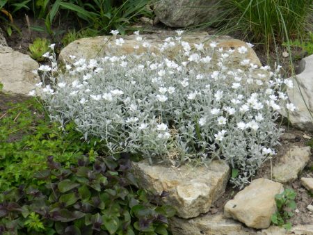 Cerastium