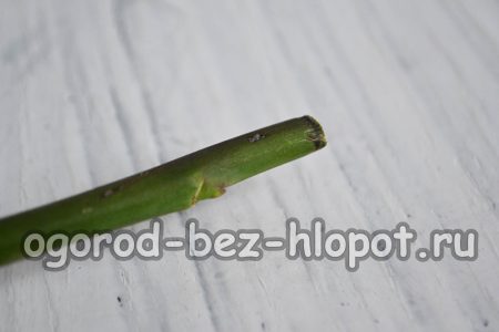 Gül sapını alın ve üst ve alt kısmından 7-10 cm kesin