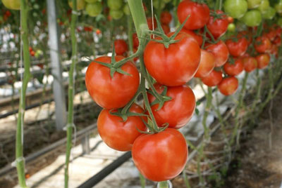 What tomato varieties are the most productive for growing in a greenhouse?