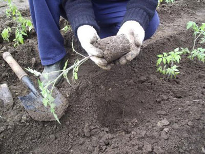 Recettes traditionnelles pour nourrir les tomates et les poivrons