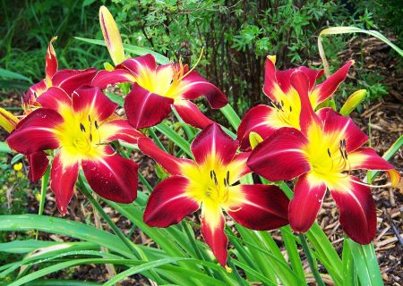 Day-lily