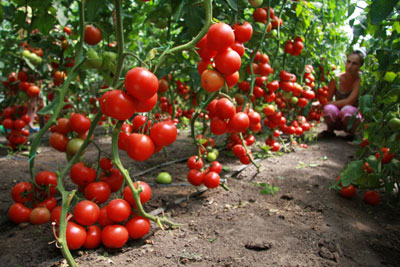 What tomato varieties are the most productive for growing in a greenhouse?