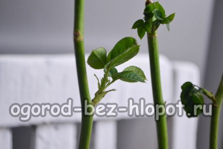 2 hafta içinde çeliklerde yapraklar belirecek