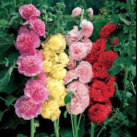Hollyhock