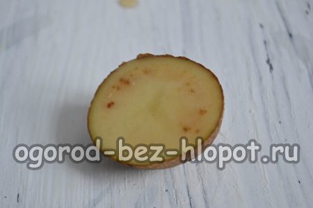 bir buketten gül yetiştirmek için kesilmiş bir patates yumrusu