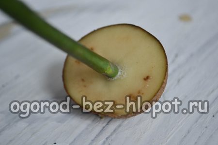 Bir buket gülün sapını kesilmiş bir patatesin içine yerleştiriyoruz