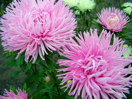 Aster: cómo cultivarlo a partir de semillas, cuándo plantarlo