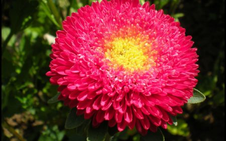 Aster: cómo cultivarlo a partir de semillas, cuándo plantarlo