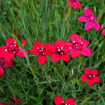 Dianthus herbaceus