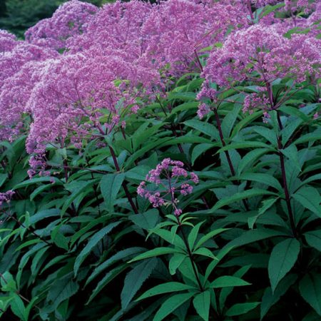 Eupatorium