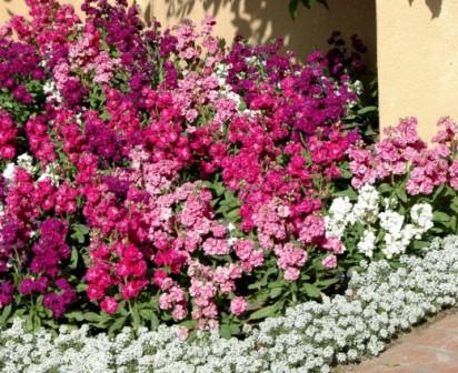 Matthiola