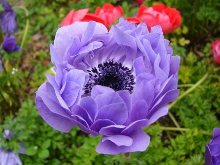 Anemone