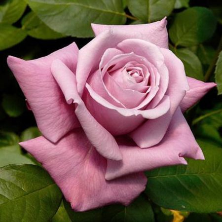 Garten-Fliederrose „Charles de Gaulle“