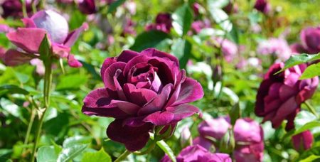 Rose „Burgundy Ice“