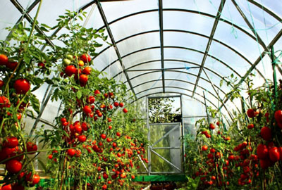 What tomato varieties are the most productive for growing in a greenhouse?